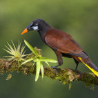 Montezuma oropendola in Costa Rica