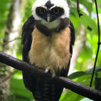 Spectacled owl in Costa Rica