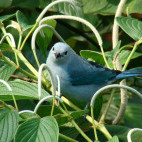 Blue-grey tanager in Costa Rica