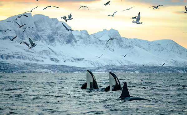 Orcas spyhopping in Norway