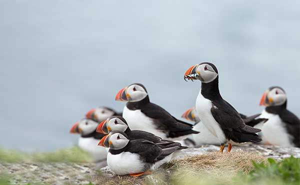 Group of Atlantic puffins