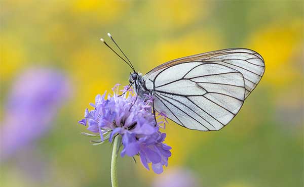 Black veined white butterfly.