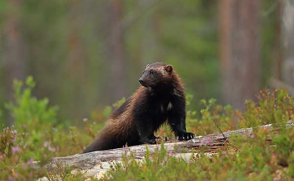 Wolverine in Kuikka, Finland