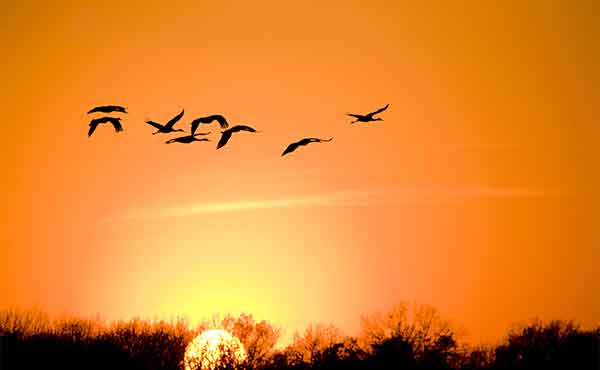 Common crane flocking at sunset