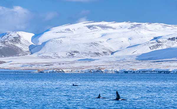 Orcas in iceland