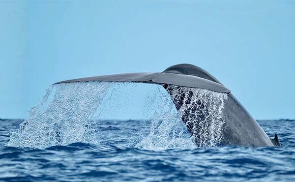 Blue whale tail in the Azores