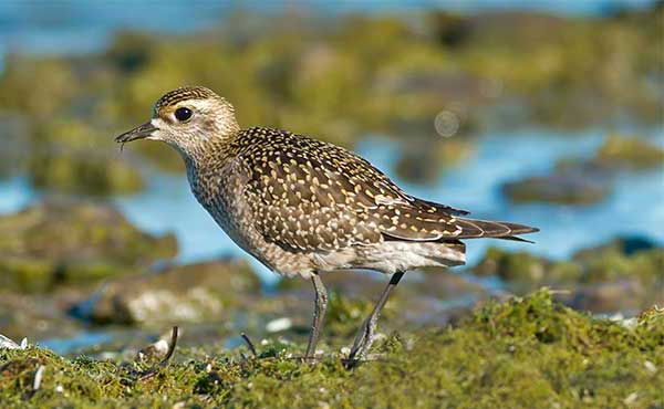 Golden plover at autumn in the Outer Hebrides, Scotland