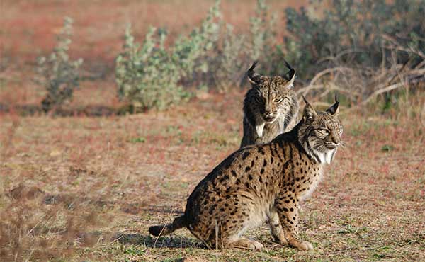 Spain Wildlife Holidays: Iberian Lynx Quest | The Travelling ...