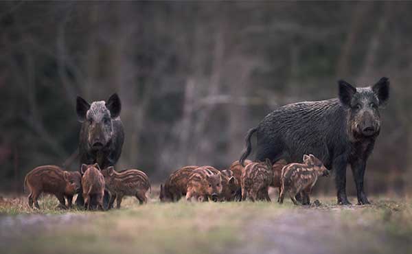 Wild boar family in the Forest of Dean, England