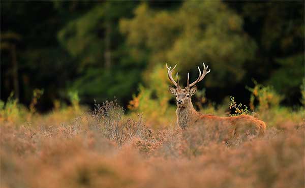 Red deer stag in the New Forest