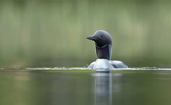 Black-throated diver in Scotland