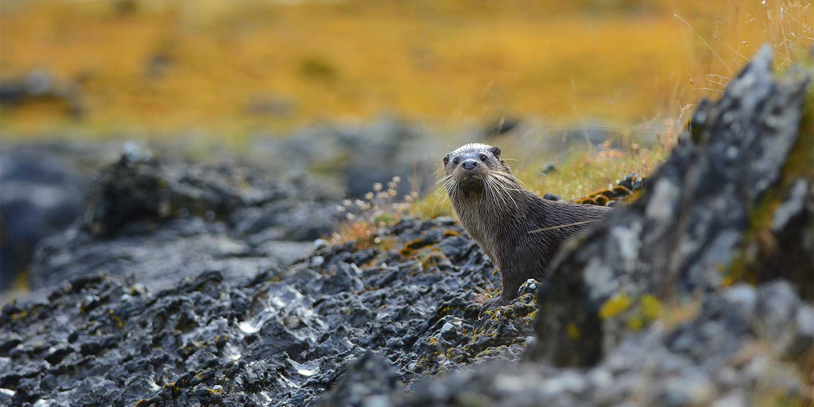 European otter in Isle of Mull, Scotland