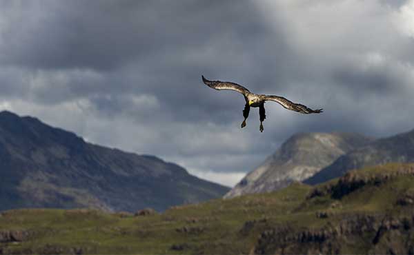White-tailed sea eagle flying over Loch Na Keal on Isle of Mull, Scotland.