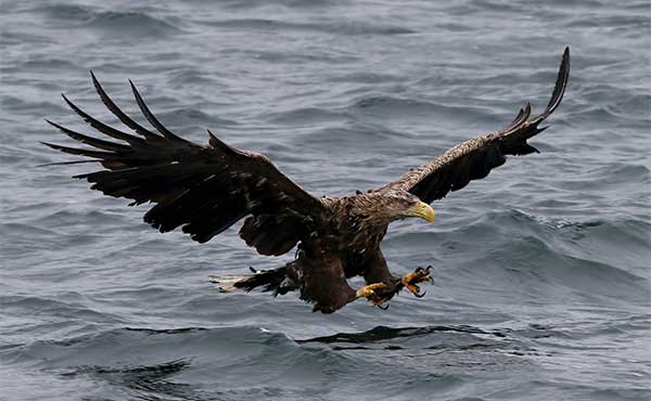 White-tailed eagle in flight in Scotland