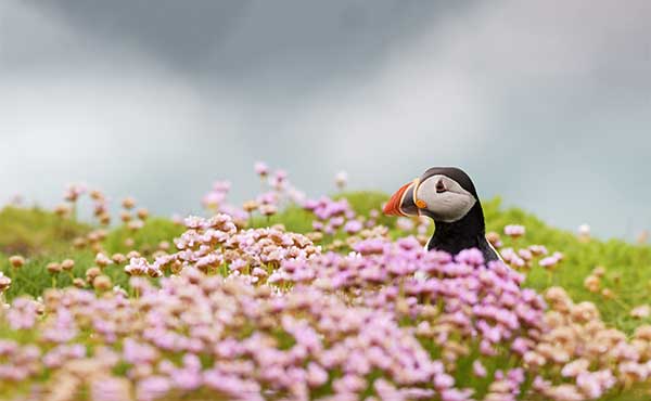Atlantic puffin on the Shetland Islands, Scotland