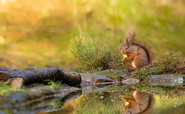 Red squirrel in the Yorkshire Dales, UK.
