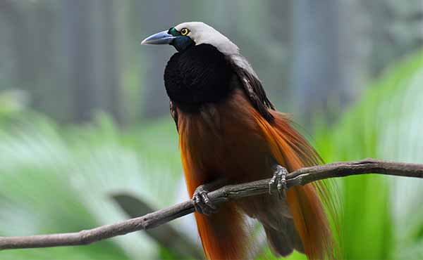 Raggiana bird of paradise