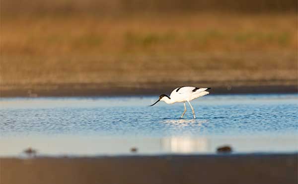 Pied avocet on a lake